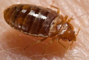 bed bug up close