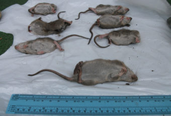 rats ahunstic