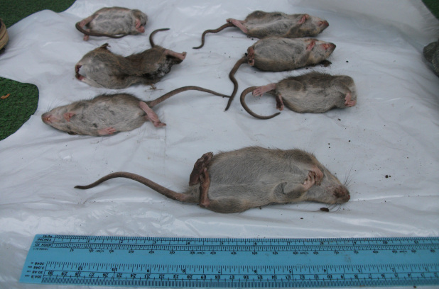 Souris,mulots rats : comment faire la difference - Votre exterminateur à  Montréal