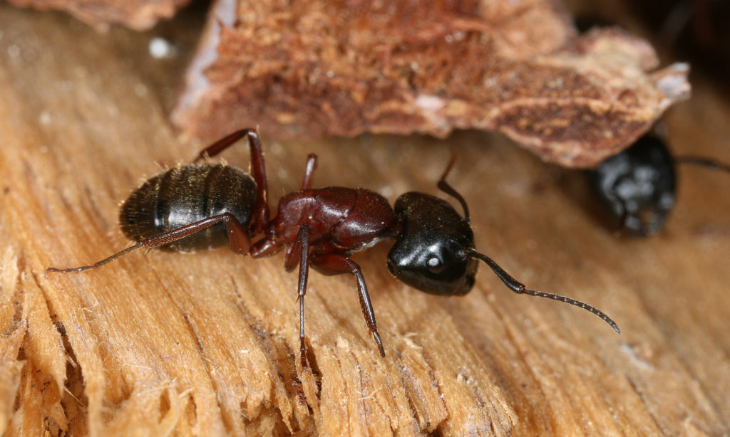 carpenter ant