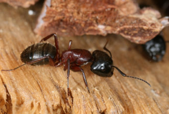 carpenter ant